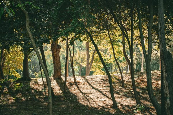 Comprendre la durée de validité des ordonnances médicales